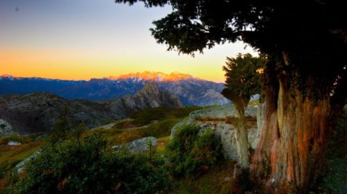 tejos-cantabria (2)