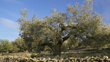 Old_olive_tree