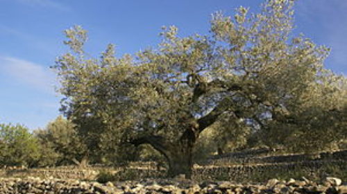 Old_olive_tree