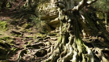 Bosc madur fageda (2)