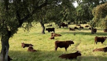 ADH_La-Dehesa-Ganadería- (2)