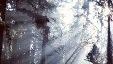 Forest_2_environment_trees_nature_via_Unsplash_CNA_6_16_15 (2)