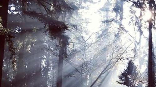 Forest_2_environment_trees_nature_via_Unsplash_CNA_6_16_15 (2)