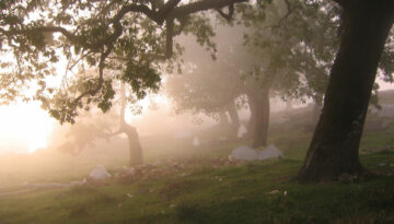 silene_headers (2)