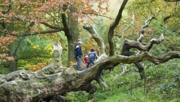 Few UK children connected to nature : Young boys playing on fallen tree in Autumn