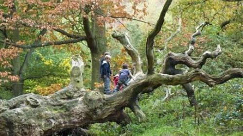 Few UK children connected to nature : Young boys playing on fallen tree in Autumn