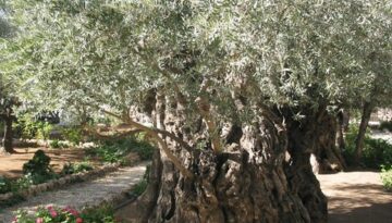 GetsemaniUlivi (2)