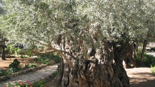 GetsemaniUlivi (2)