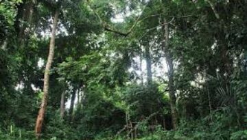 Sierra Leone forests