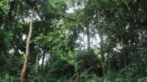 Sierra Leone forests