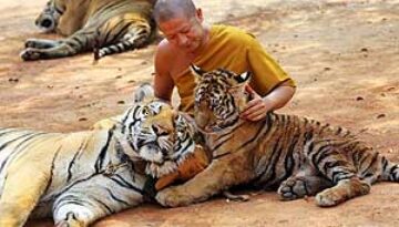 Tiger-Temple