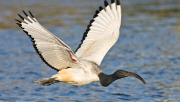 african-sacred-ibis