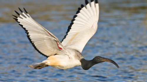 african-sacred-ibis