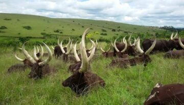 ankole-cattle