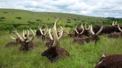 ankole-cattle