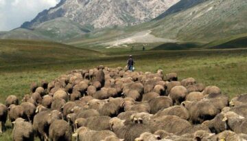 transhumance