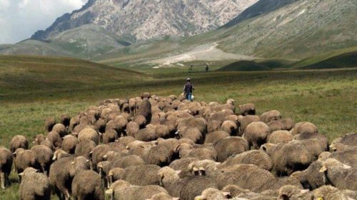 transhumance