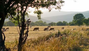 valdeavellano_de_tera (2)