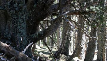 Pinegre_Setcases2 (2)