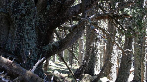Pinegre_Setcases2 (2)