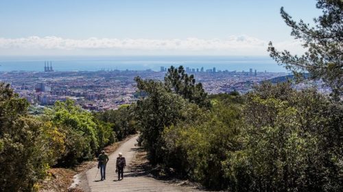 collserola (2)