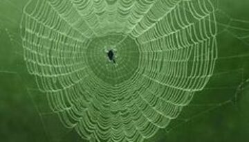 Spider-webs-heart