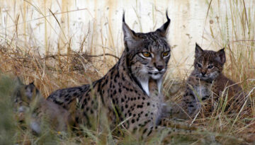 linx andalusia