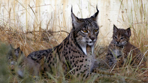 linx andalusia