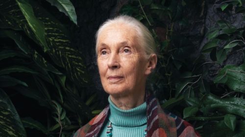 jane-goodall