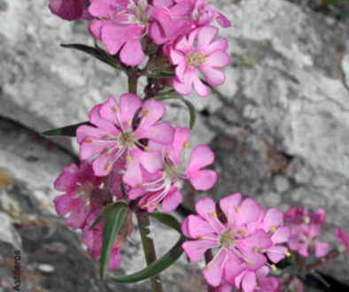 Silene ifacensis