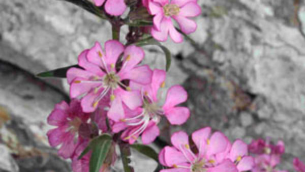 Silene ifacensis Silene ifacensis