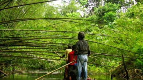 Philippines-riverbamboo-Territories of Life (2)