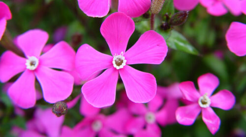 Silene-pseudatocion-flor