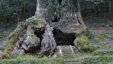sacred forest