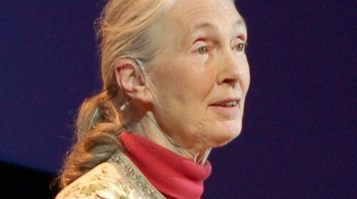 Jane Goodall