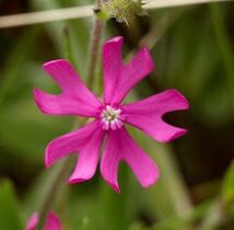 Silene