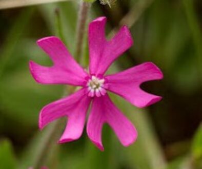 Silene