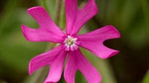 Silene
