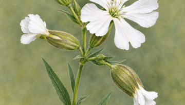 Silene blanca fons verd