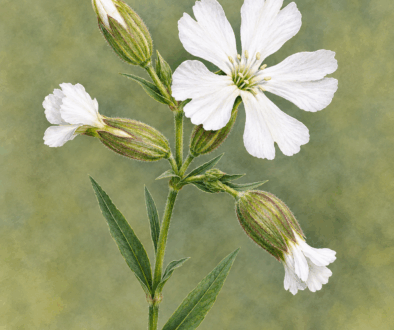 Silene blanca fons verd