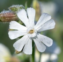 Silene-latifolia-subsp-alba