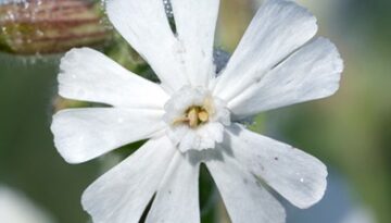 Silene-latifolia-subsp-alba