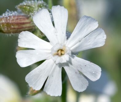 Silene-latifolia-subsp-alba
