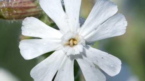 Silene-latifolia-subsp-alba